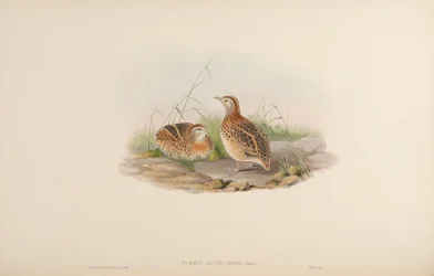 Turnix dussumieri